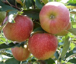 A Gala Schnico bunch nearing maturity